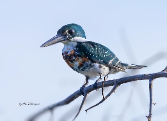 Green Kingfisher