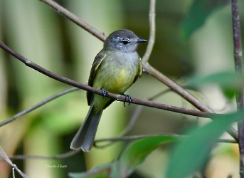 Greenish Elaenia