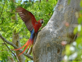 Guacamaya-escarlata