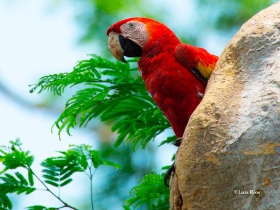 Guacamaya-roja