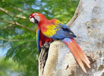 Guacamaya-roja