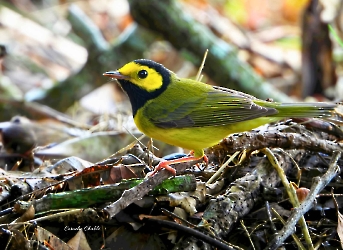 Hooded Warbler