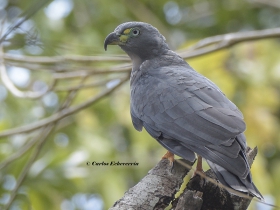 Hook-billed Kite