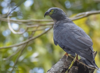 Hook-billed Kite