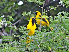 Icterus mesomelas