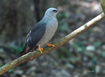 Ictinia plumbea
