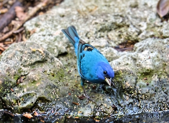 Indigo Bunting