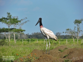 Jabiru