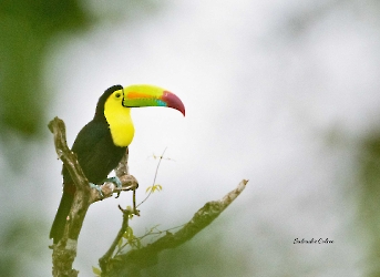 Keel-billed Toucan