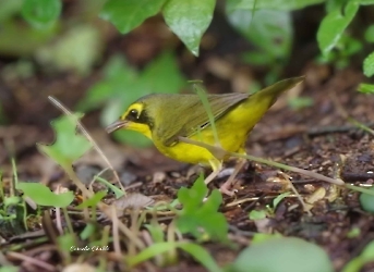 Kentucky Warbler