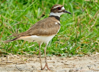 Killdeer