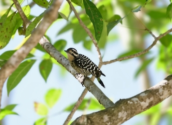 Ladder-backed Woodpecker