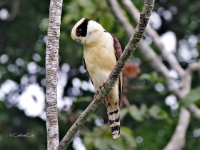 Laughing Falcon