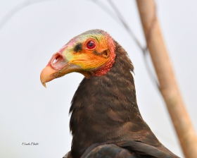 Lesser Yellow-headed Vulture
