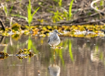 Lesser Yellowlegs