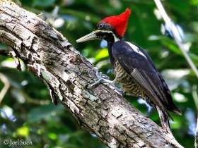 Lineated Woodpecker