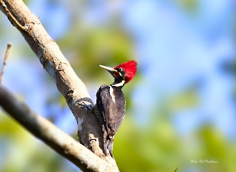 Aves