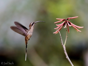 Long-billed-Hermit