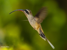 Long-billed-Hermit