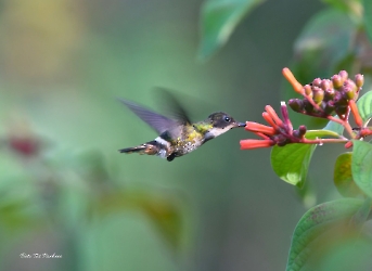 Lophornis helenae