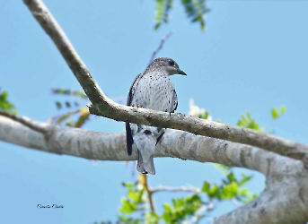 Lovely Cotinga-hembra