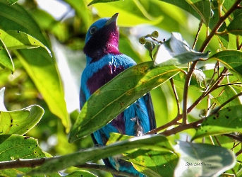 Lovely Cotinga