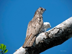 Madre-potoo