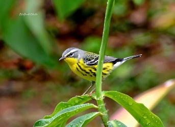 Magnolia Warbler