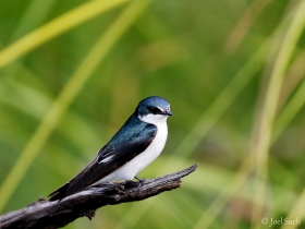 Mangrove Swallow