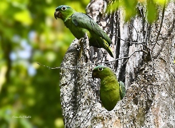 Mealy Amazon