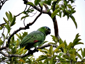 Mealy Parrot