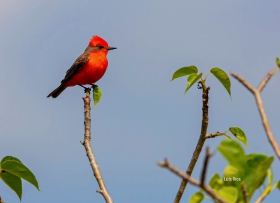 Mosquero Cardenal