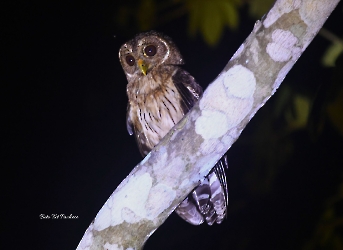 Mottled Owl