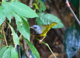 Mourning _Warbler