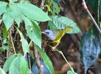 Mourning Warbler