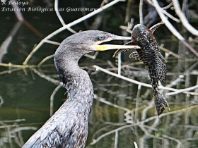 Neotropic-cormorant-