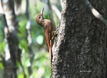 Northern Barred-Woodcreeper