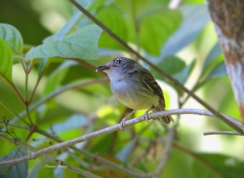 Northern Bentbill