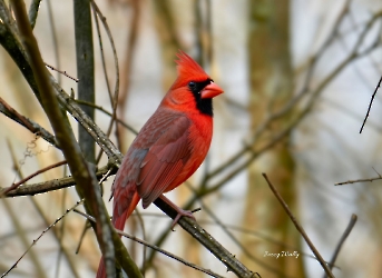 Northern Cardinal