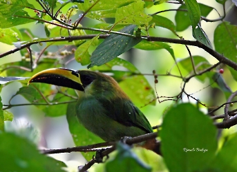 Northern Emerald-Toucanet