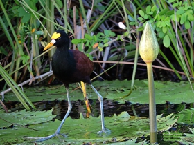 Northern Jacana