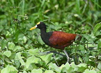 Northern Jacana
