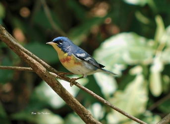 Northern Parula