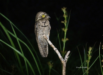 Northern Potoo