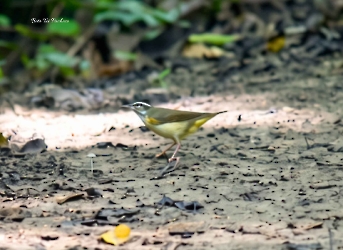 Northern Waterthrush
