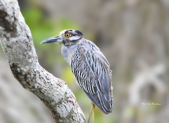 Nyctanassa violacea