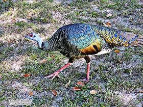 Ocellated Turkey