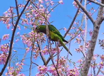 Olive-throated Parakeet