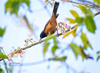 Orchard Oriole
