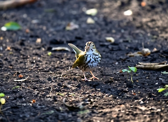 Ovenbird